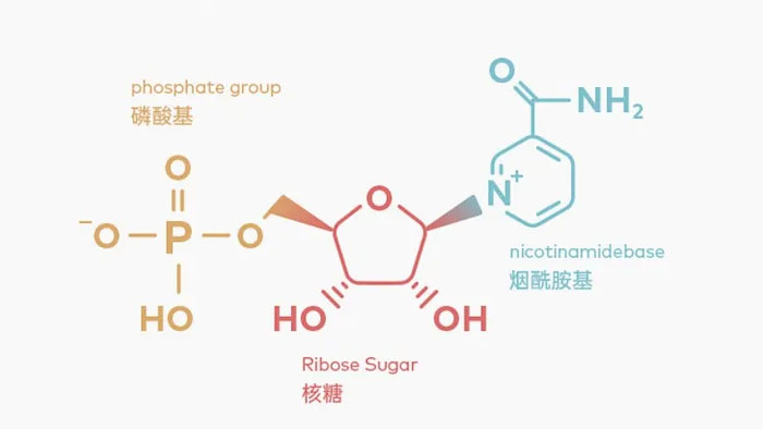 寿命可调控已经成为事实,NMN可延长健康寿命