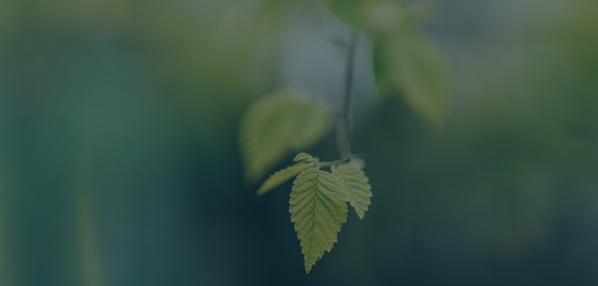 莽草酸植物来源